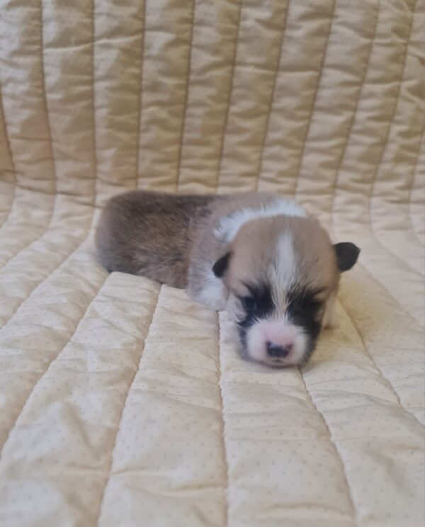 Olive Welsh Corgi Olive Welsh Corgi