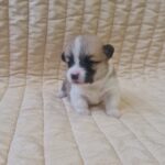 Olive-female-welsh-corgi-puppy-for-sale-1 (5)
