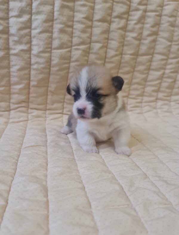 Olive Welsh Corgi Olive Welsh Corgi