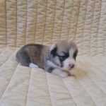 Oliver-male-welsh-corgi-puppy-for-sale-1 (1)
