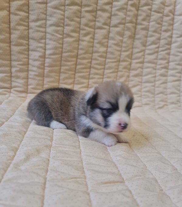 Oliver Welsh Corgi Oliver Welsh Corgi