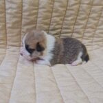 Oliver-male-welsh-corgi-puppy-for-sale-1 (2)
