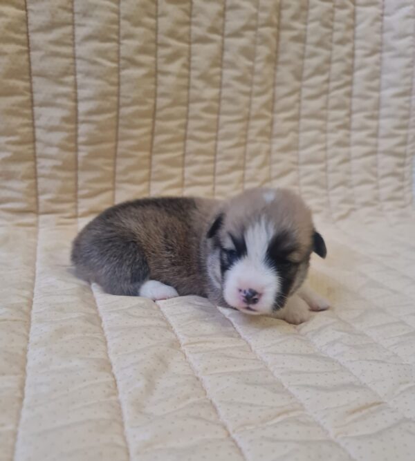 Oliver Welsh Corgi Oliver Welsh Corgi