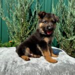 Olivia-female-German-Shepherd-puppy-for-sale-2