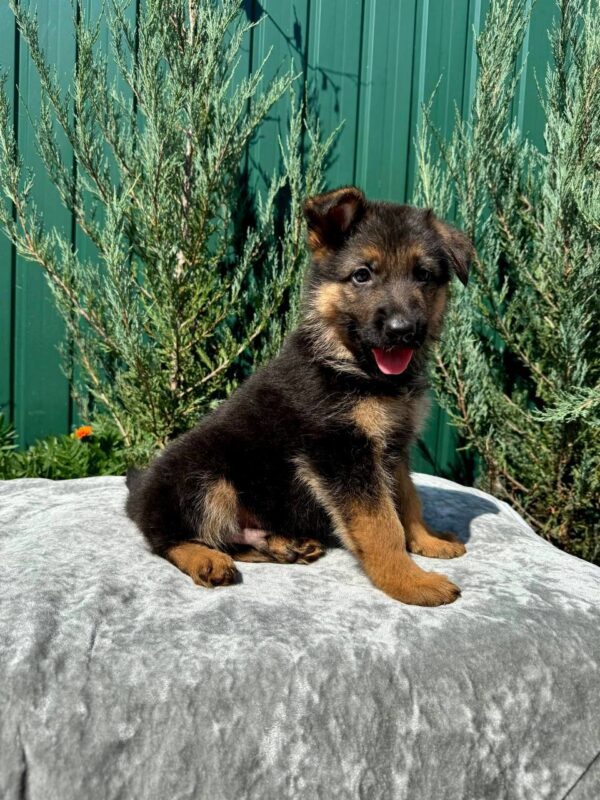 Olivia German Shepherd Olivia German Shepherd