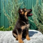Olivia-female-German-Shepherd-puppy-for-sale-4