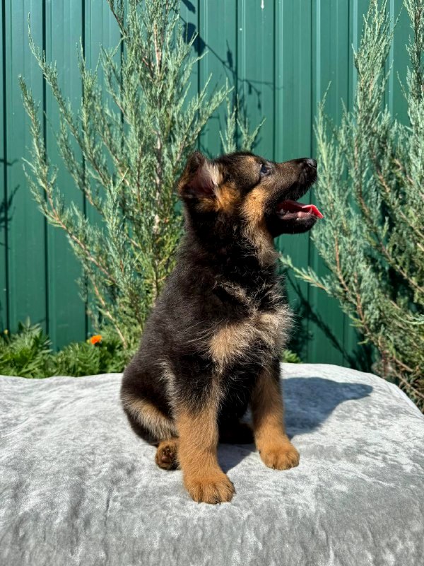 Olivia German Shepherd Olivia German Shepherd