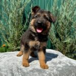 Olivia-female-German-Shepherd-puppy-for-sale-5