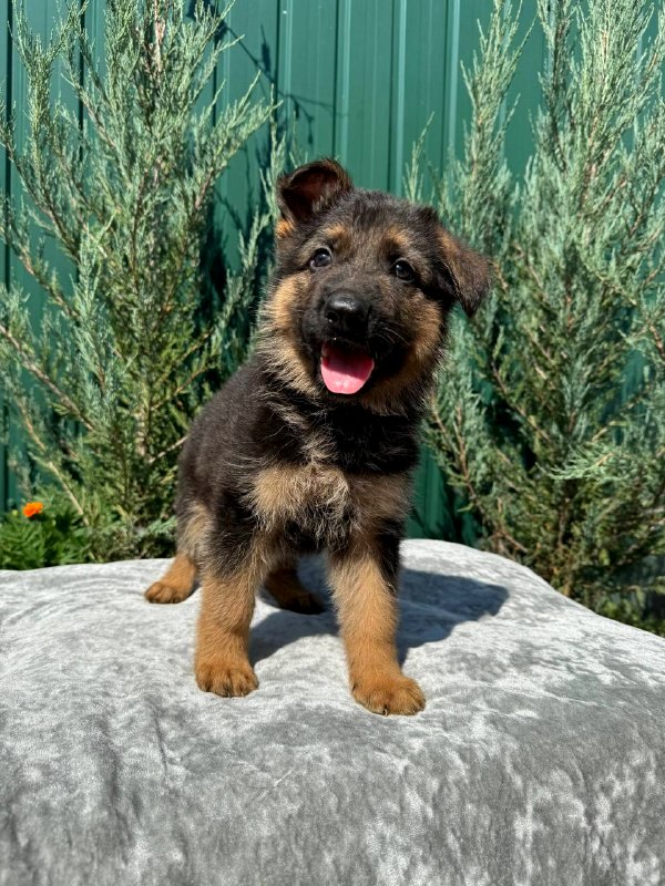 Olivia German Shepherd Olivia German Shepherd