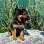 Olivia-female-German-Shepherd-puppy-for-sale-6