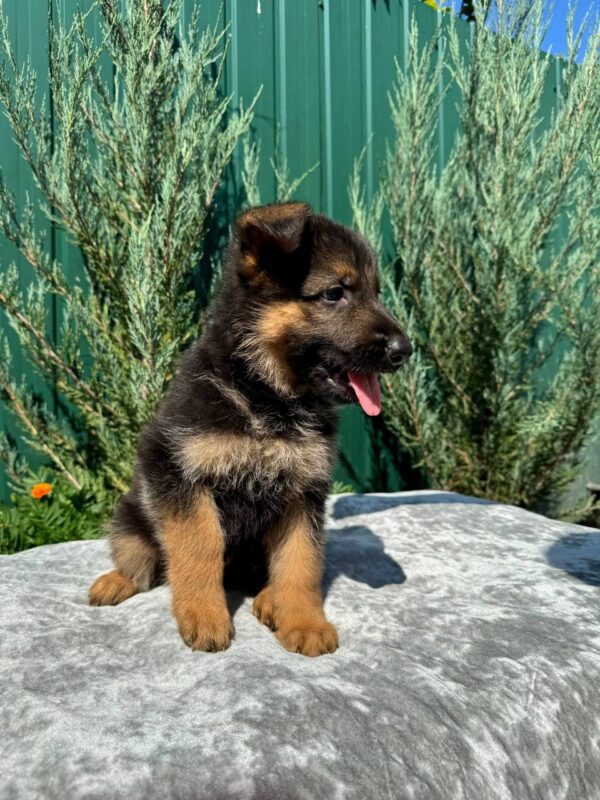 Olivia German Shepherd Olivia German Shepherd