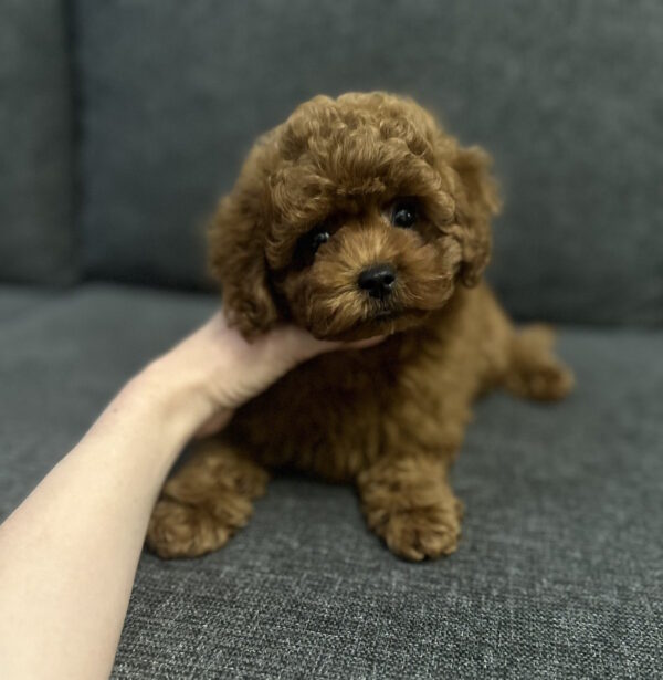 Olympia Toy Poodle