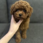 Olympia-female-toy poodle-puppy-for-sale-1 (2)
