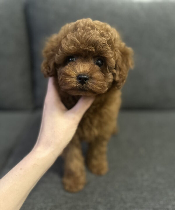 Olympia Toy Poodle