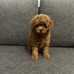 Olympia-female-toy poodle-puppy-for-sale-1 (3)