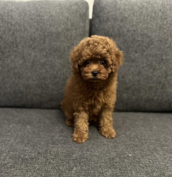 Olympia Toy Poodle