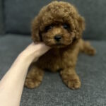 Olympia-female-toy poodle-puppy-for-sale-1 (4)