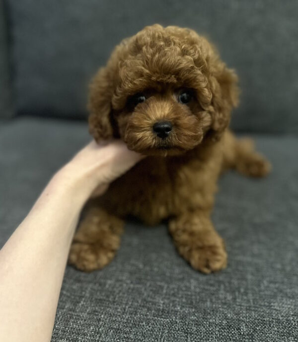 Olympia Toy Poodle