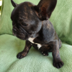 Ombra-female-French-bulldog-puppy-for-sale-1