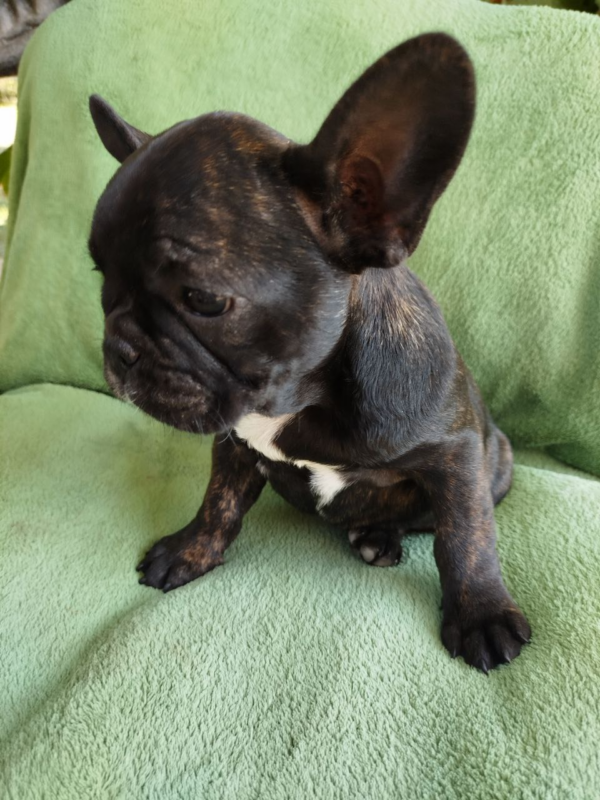 Ombra French Bulldog Ombra French Bulldog