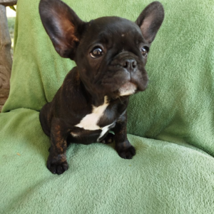 Ombra French Bulldog