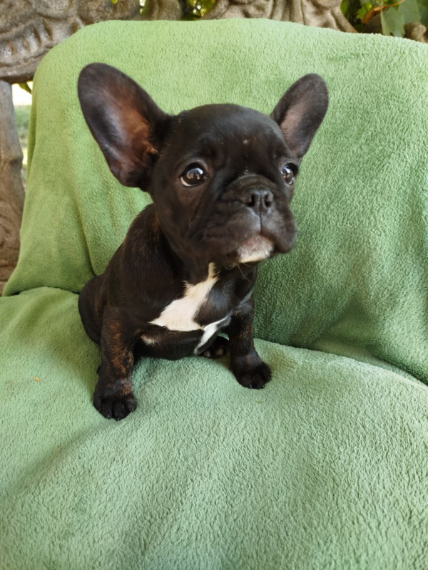 Ombra French Bulldog Ombra French Bulldog