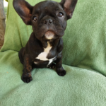 Ombra-female-French-bulldog-puppy-for-sale-3