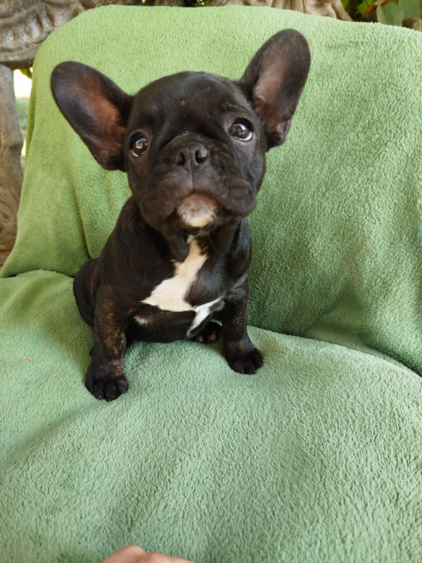 Ombra French Bulldog Ombra French Bulldog