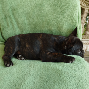 Ombra French Bulldog