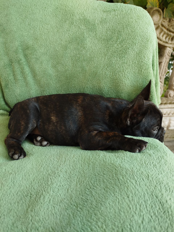 Ombra French Bulldog Ombra French Bulldog