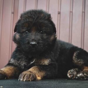 Omra German Shepherd