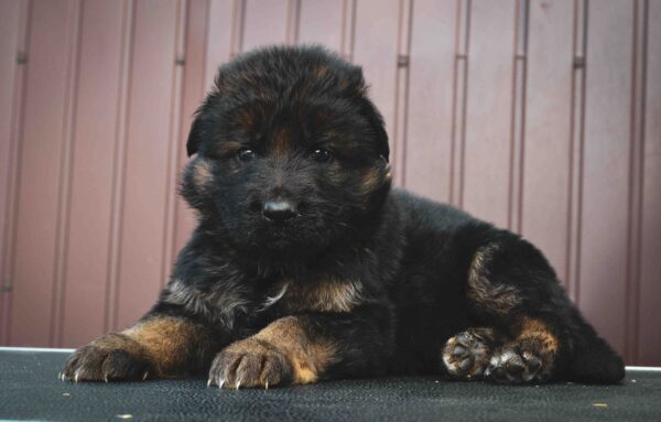 Omra German Shepherd Omra German Shepherd