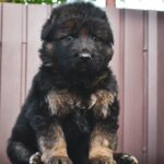 Omra-female-German-Shepherd-puppy-for-sale-2