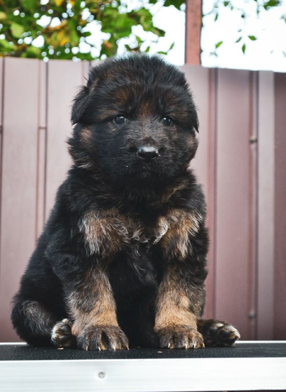 Omra German Shepherd Omra German Shepherd