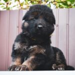 Omra-female-German-Shepherd-puppy-for-sale-3