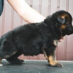 Omra-female-German-Shepherd-puppy-for-sale-4