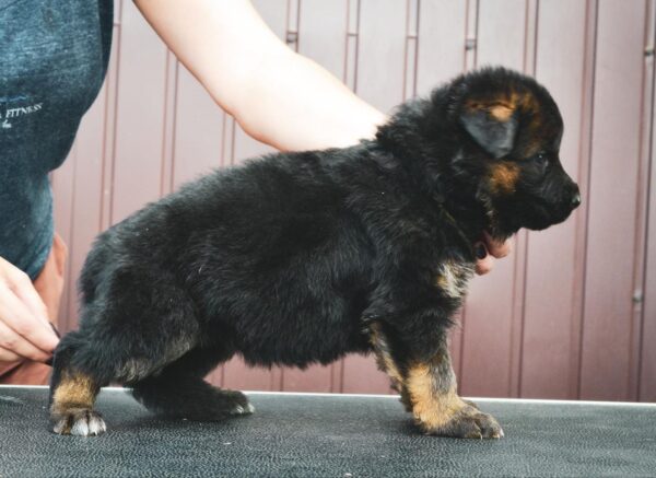 Omra German Shepherd Omra German Shepherd