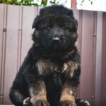 Omra-female-German-Shepherd-puppy-for-sale-5