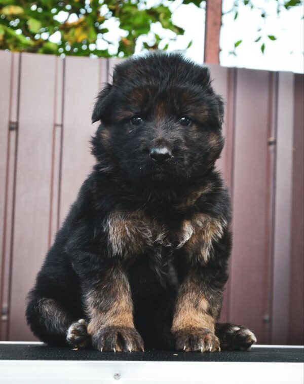 Omra German Shepherd Omra German Shepherd