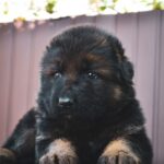 Onix-male-German-Shepherd-puppy-for-sale-1