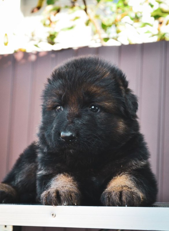 Onix German Shepherd