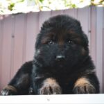 Onix-male-German-Shepherd-puppy-for-sale-2