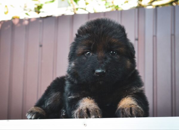 Onix German Shepherd