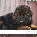 Grayson German Shepherd