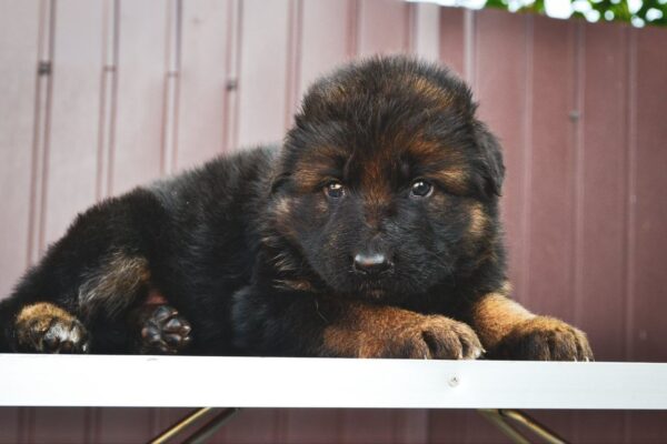 Onix German Shepherd