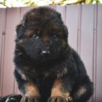 Onix-male-German-Shepherd-puppy-for-sale-4