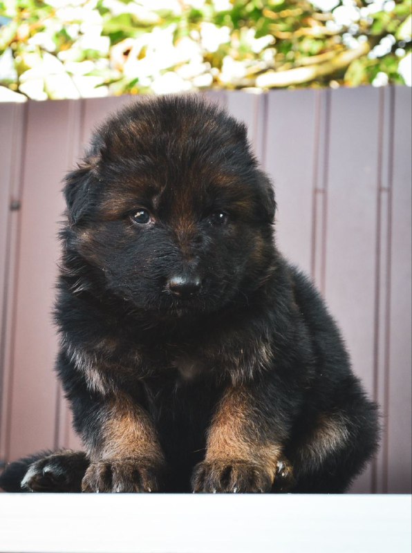 Onix German Shepherd