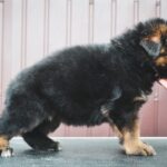Onix-male-German-Shepherd-puppy-for-sale-5