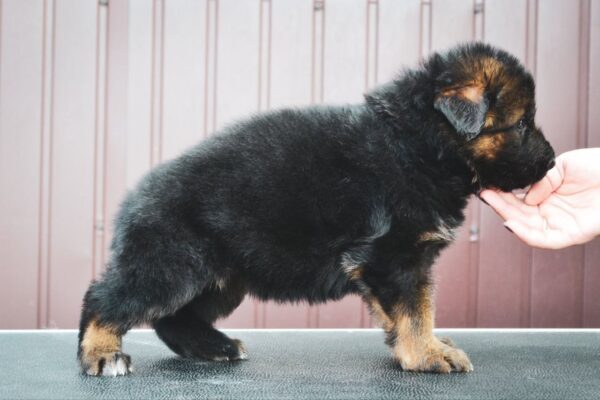 Onix German Shepherd