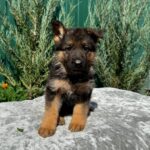 Ophelia-female-German-Shepherd-puppy-for-sale-1